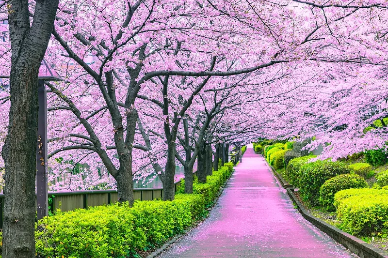 Cherry Blossom Bliss Tokyo Japan Puzzle | 1000 Piece Jigsaw Puzzle